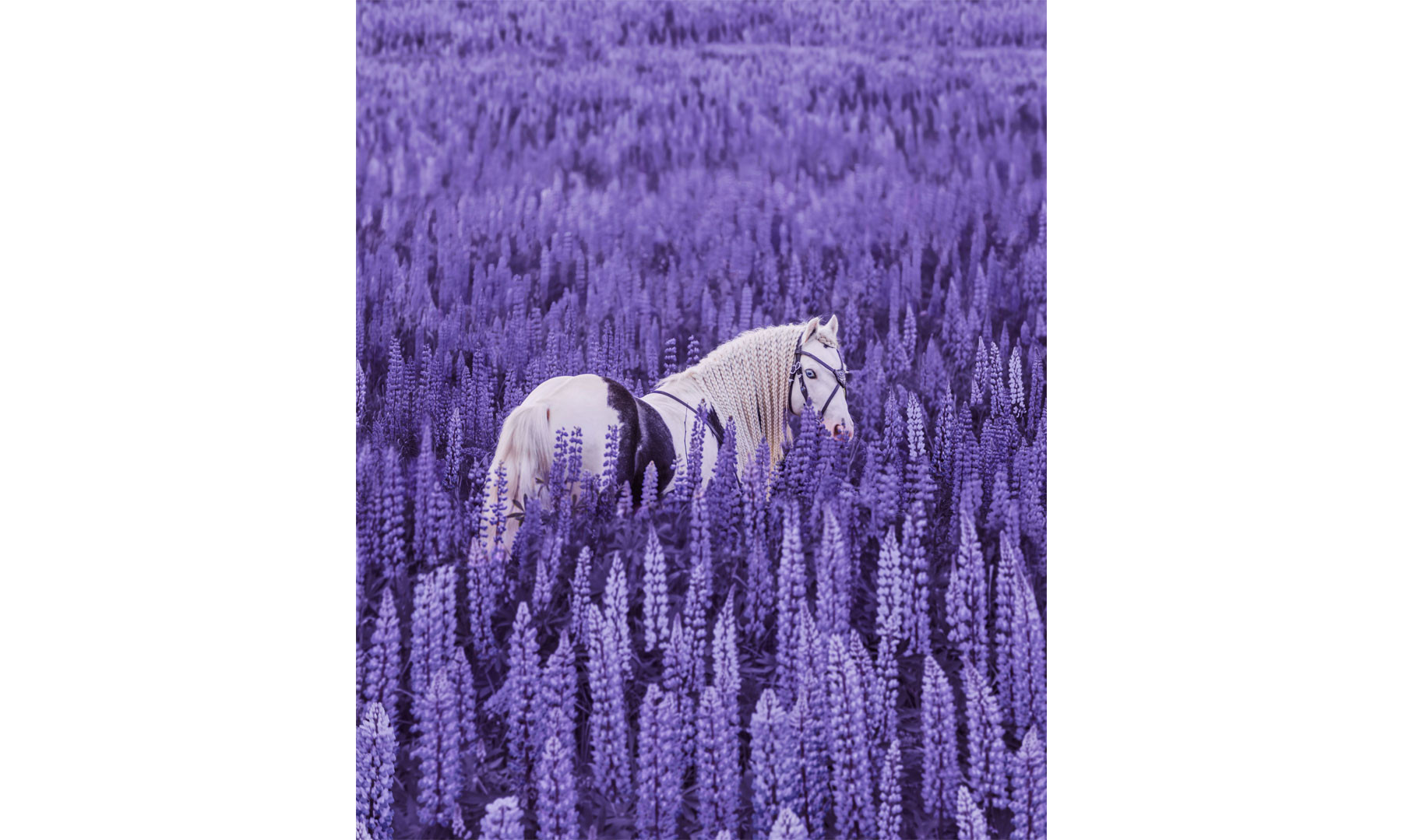 Magical Inspiration 2